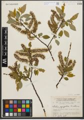 Foto von Salix pyrifolia Andersson